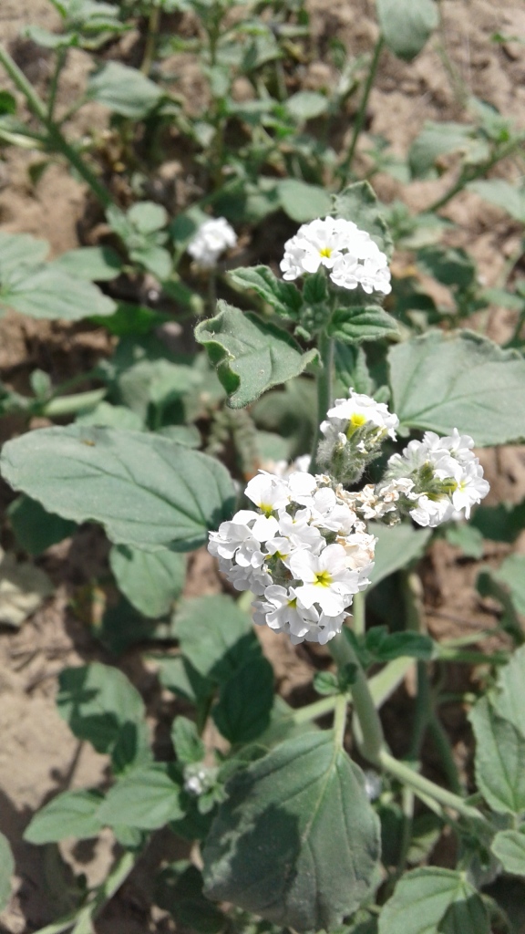 Изображение особи Heliotropium suaveolens.