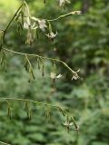 Prenanthes tatarinowii