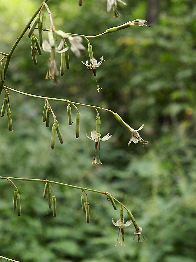 Изображение особи Prenanthes tatarinowii.