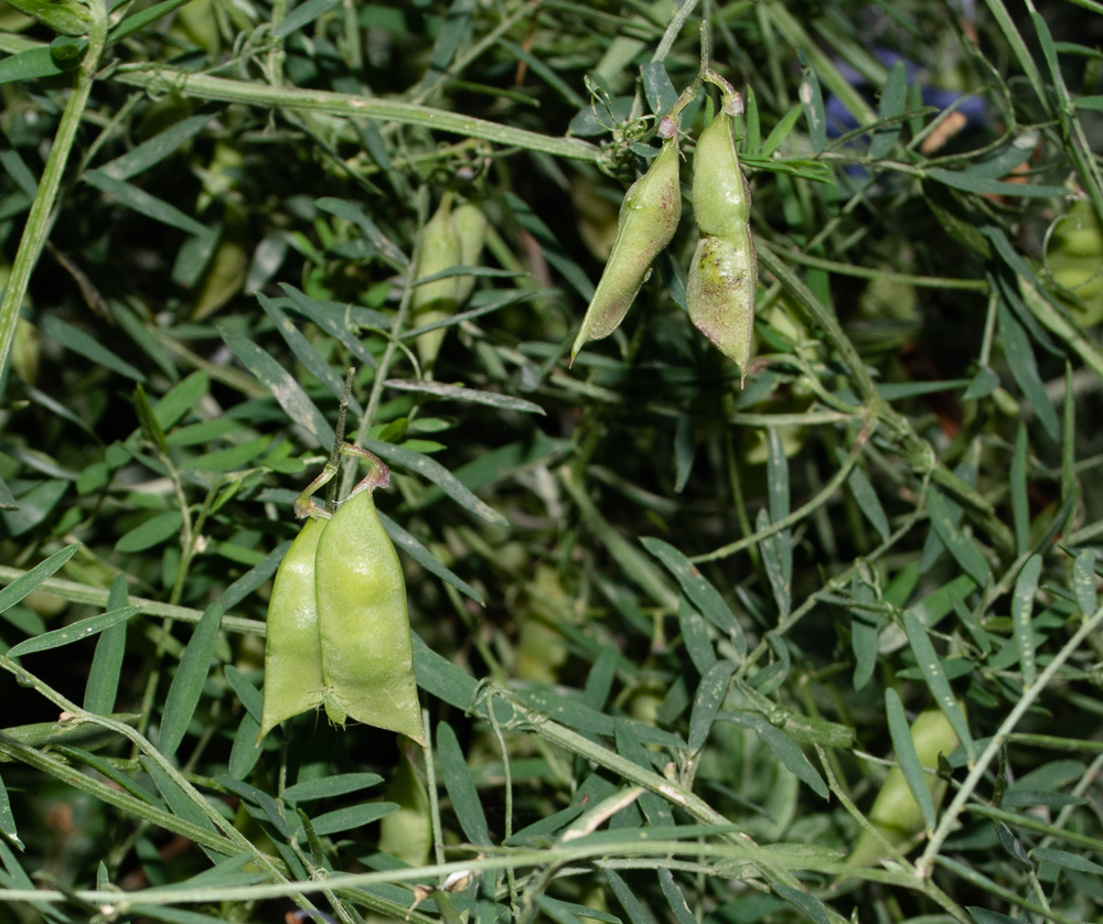 Изображение особи Vicia palaestina.