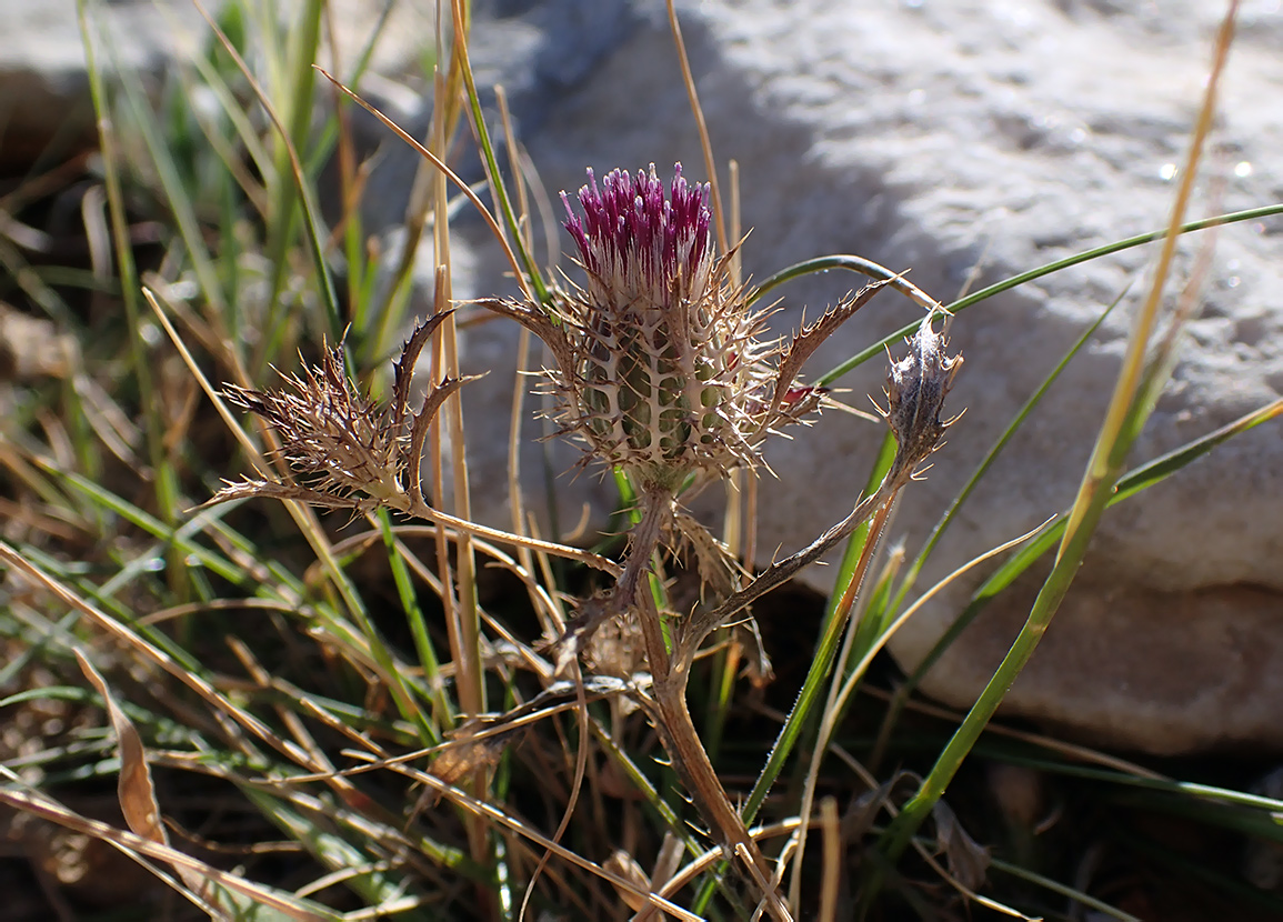 Image of Atractylis cancellata specimen.