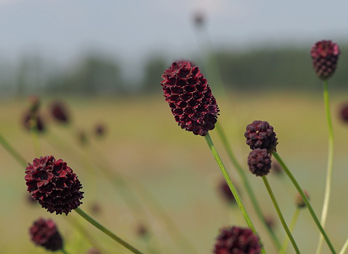 Изображение особи Sanguisorba officinalis.