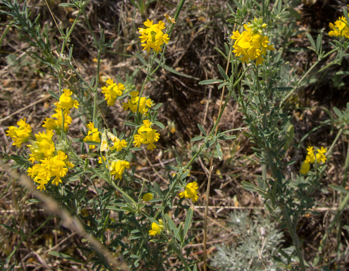 Изображение особи Medicago falcata.