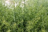 Salsola tragus. Ветви вегетирующего растения. Казахстан, г. Актау, песчаный берег моря. 30 июня 2021 г.