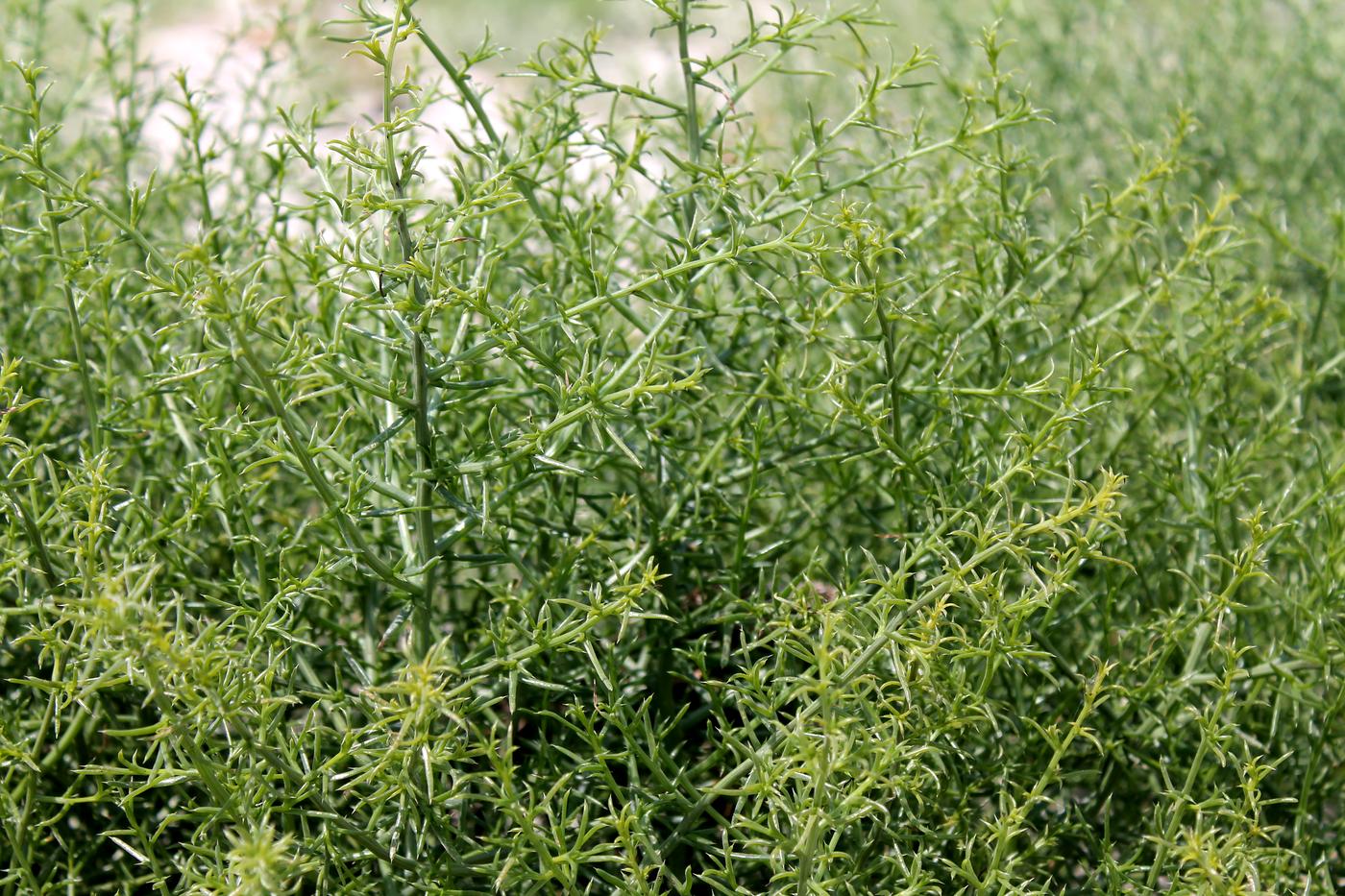 Image of Salsola tragus specimen.