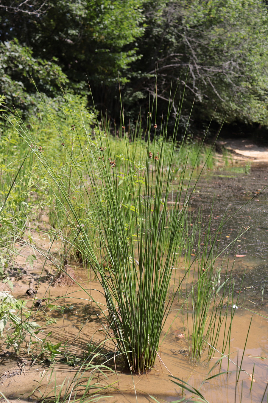 Image of Juncus effusus specimen.