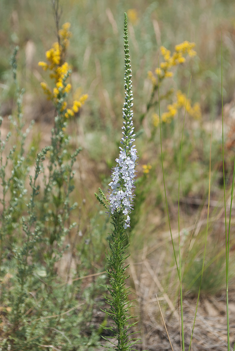 Image of Veronica pinnata specimen.