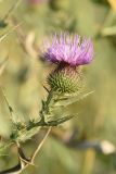 Cirsium serrulatum. Соцветие. Крым, окр. Феодосии, Баракольская долина, берег солёного озера. 6 августа 2021 г.