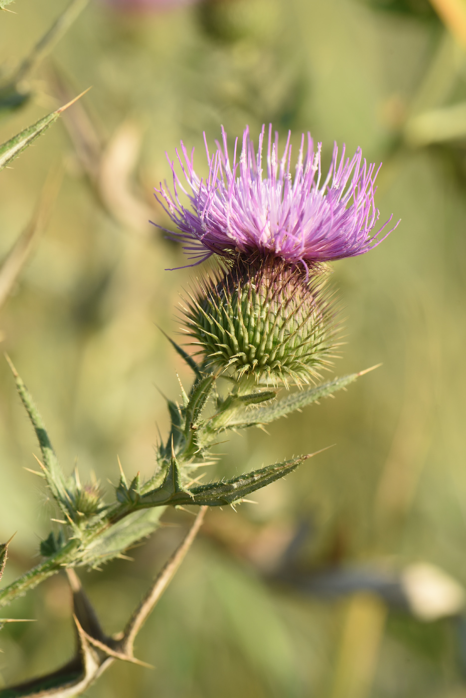 Image of Cirsium serrulatum specimen.