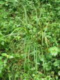 Carex drymophila