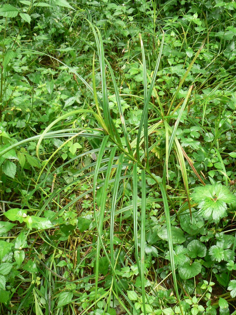 Изображение особи Carex drymophila.