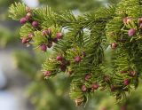 Picea obovata. Часть ветви с раскрывающимися микростробилами. Архангельская обл., Соловки, о. Бол. Соловецкий, мелколиственно-еловая тайга. 28.05.2021.