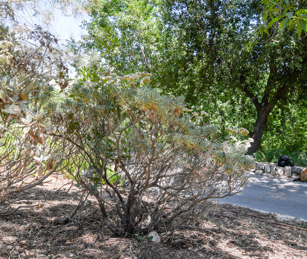 Image of Eriogonum arborescens specimen.