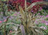 Zea mays. Часть плодоносящего растения (Zea japonica Van Houtte 'Пёстрая лента'). Москва, Воробьёвы горы, Ботанический сад МГУ, цветник. 01.09.2021.