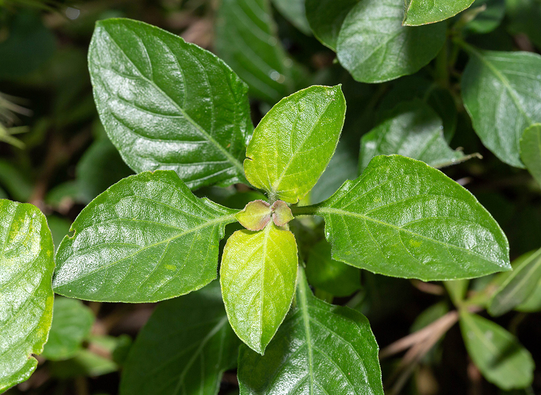 Изображение особи Dyschoriste thunbergiiflora.