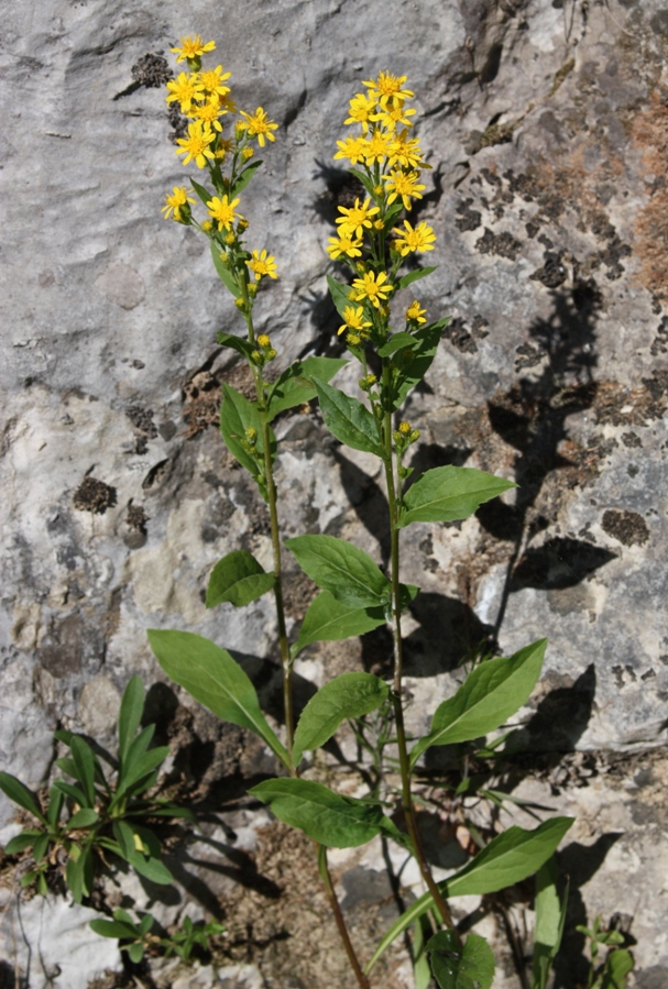 Изображение особи Solidago virgaurea ssp. lapponica.