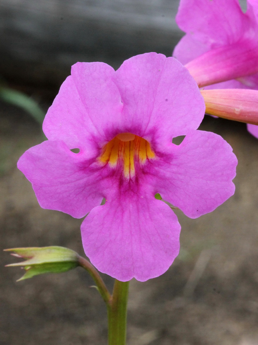 Image of Incarvillea delavayi specimen.