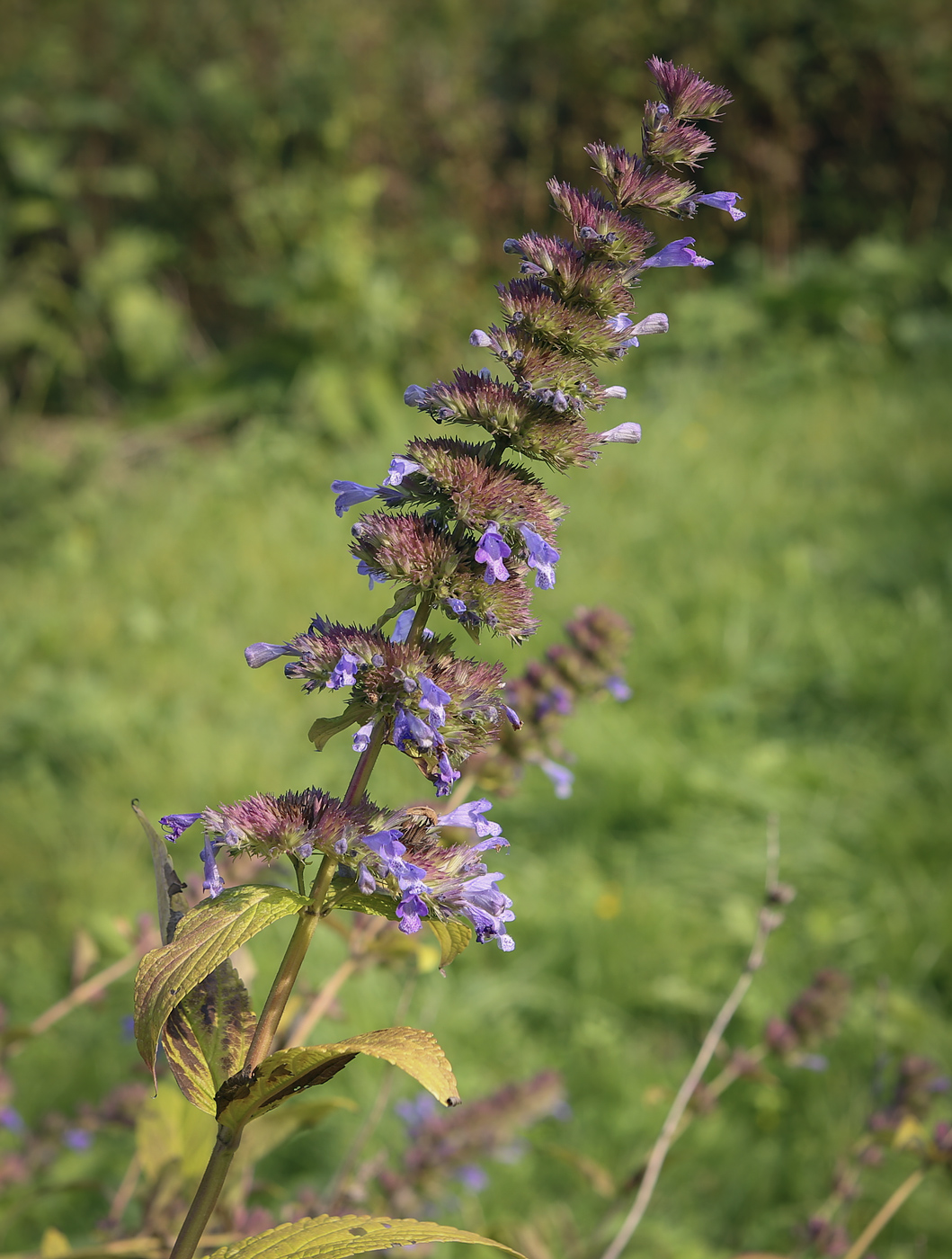 Image of Nepeta grandiflora specimen.