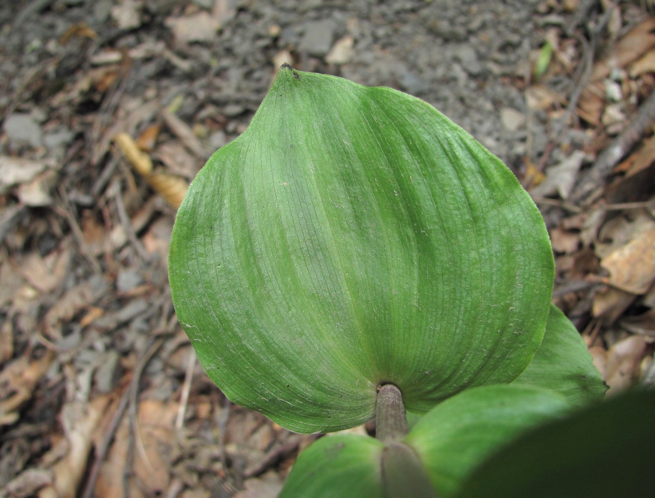 Изображение особи Epipactis helleborine.