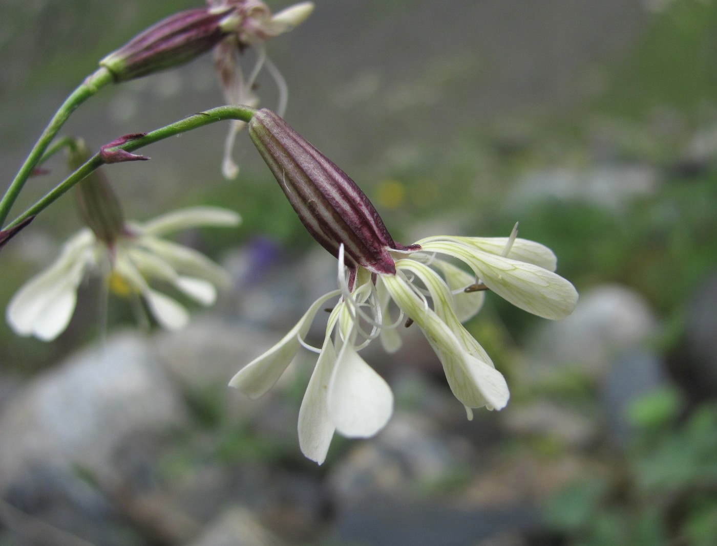 Изображение особи Silene saxatilis.