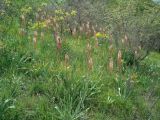 Eremurus azerbajdzhanicus