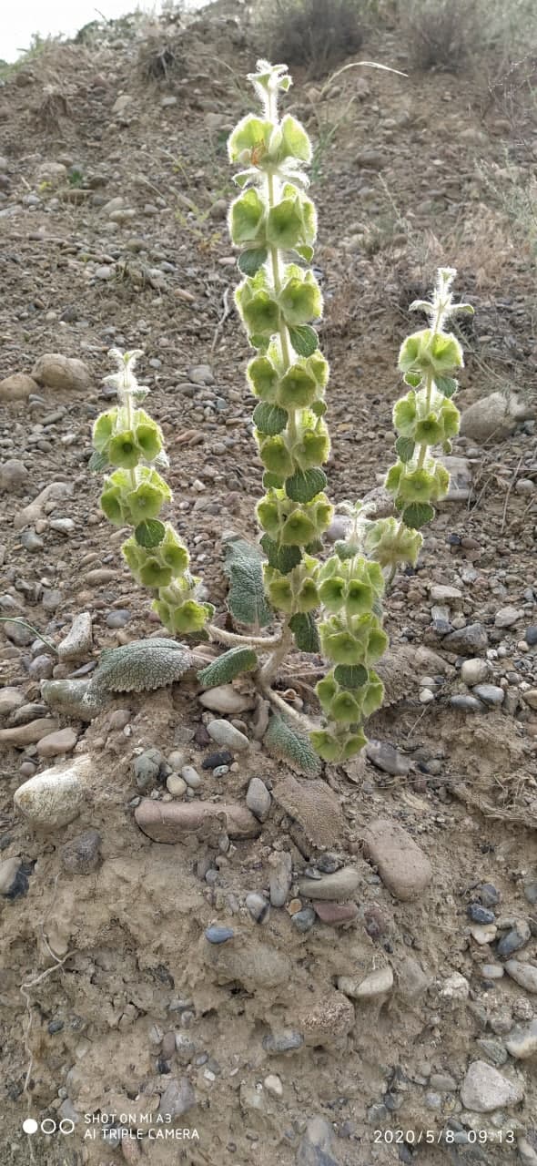 Image of Eremostachys isochila specimen.