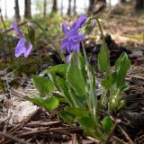 Viola hirta