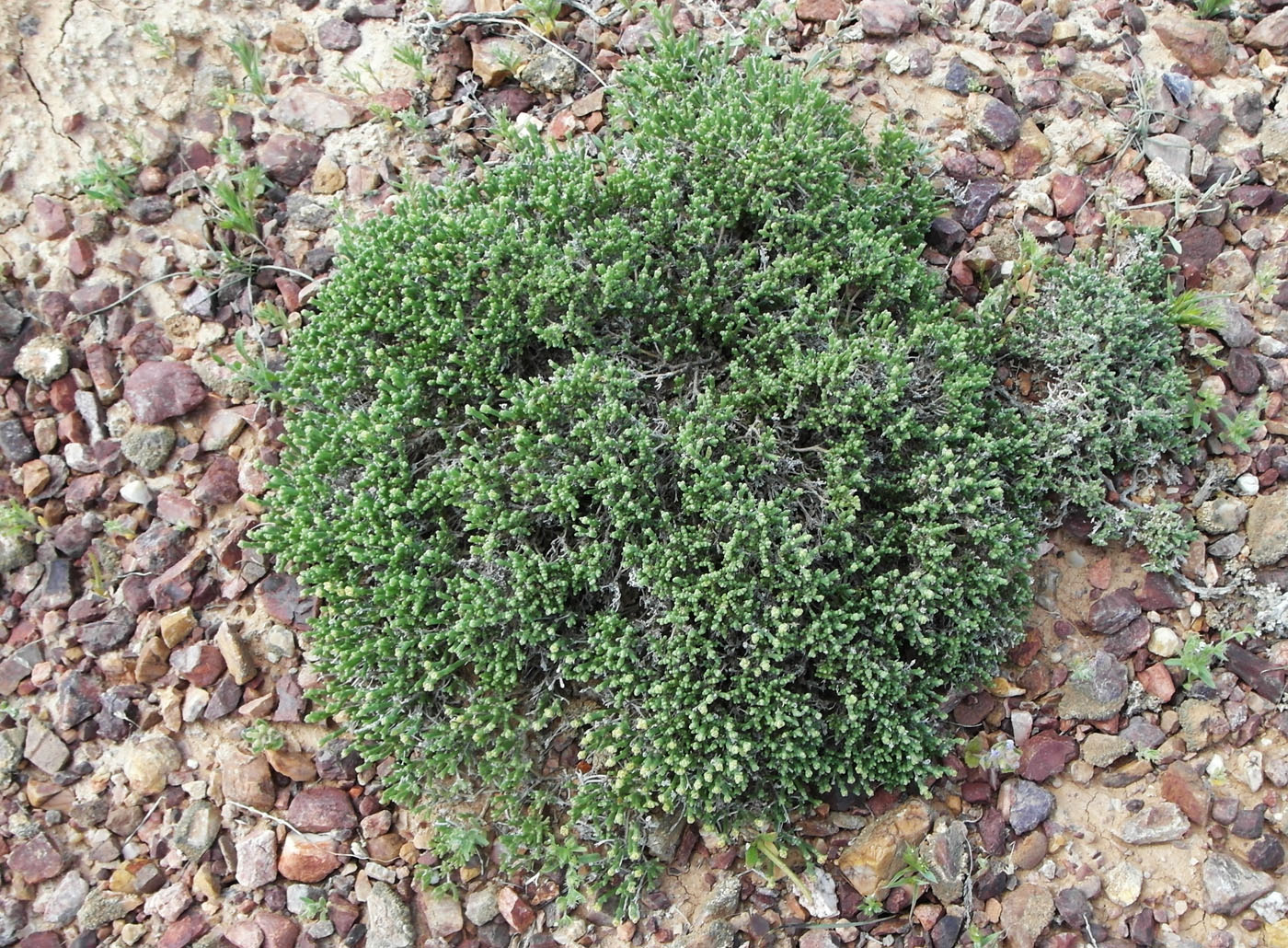 Image of Anabasis salsa specimen.