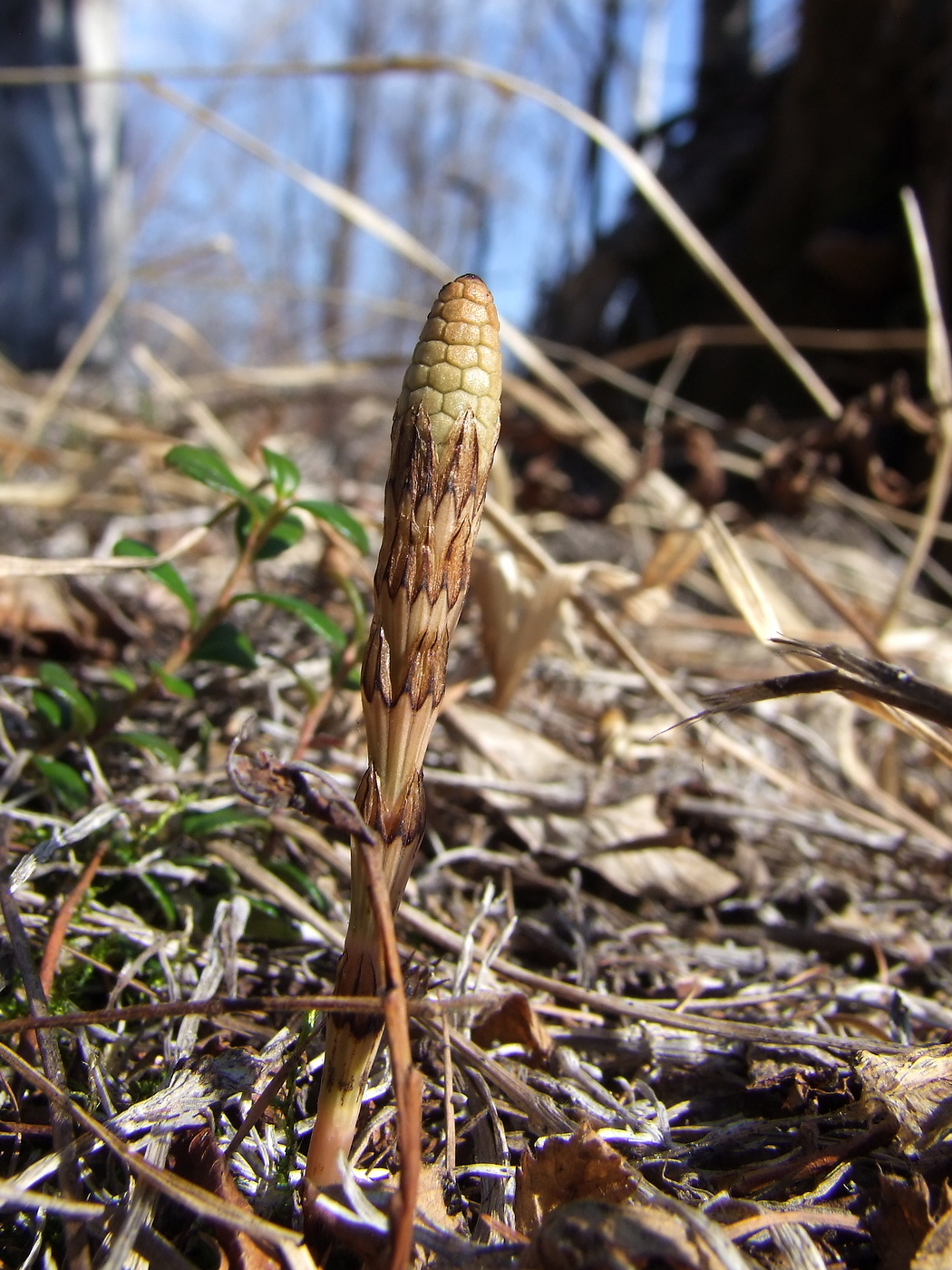 Image of Equisetum pratense specimen.