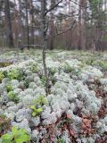 Cladonia stellaris