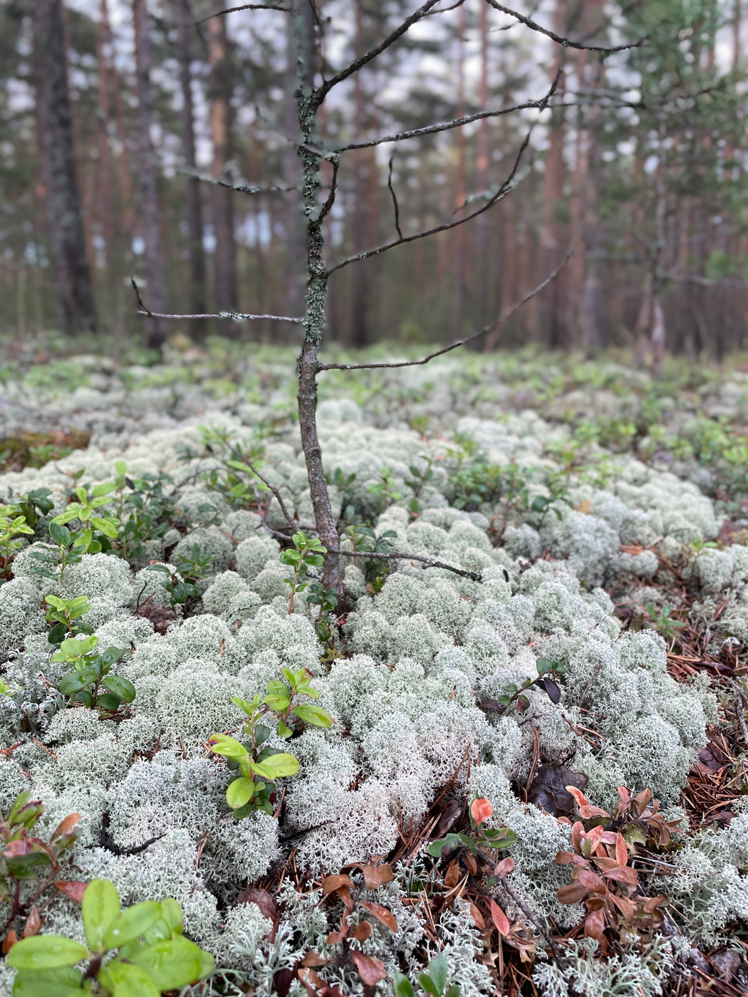 Image of Cladonia stellaris specimen.