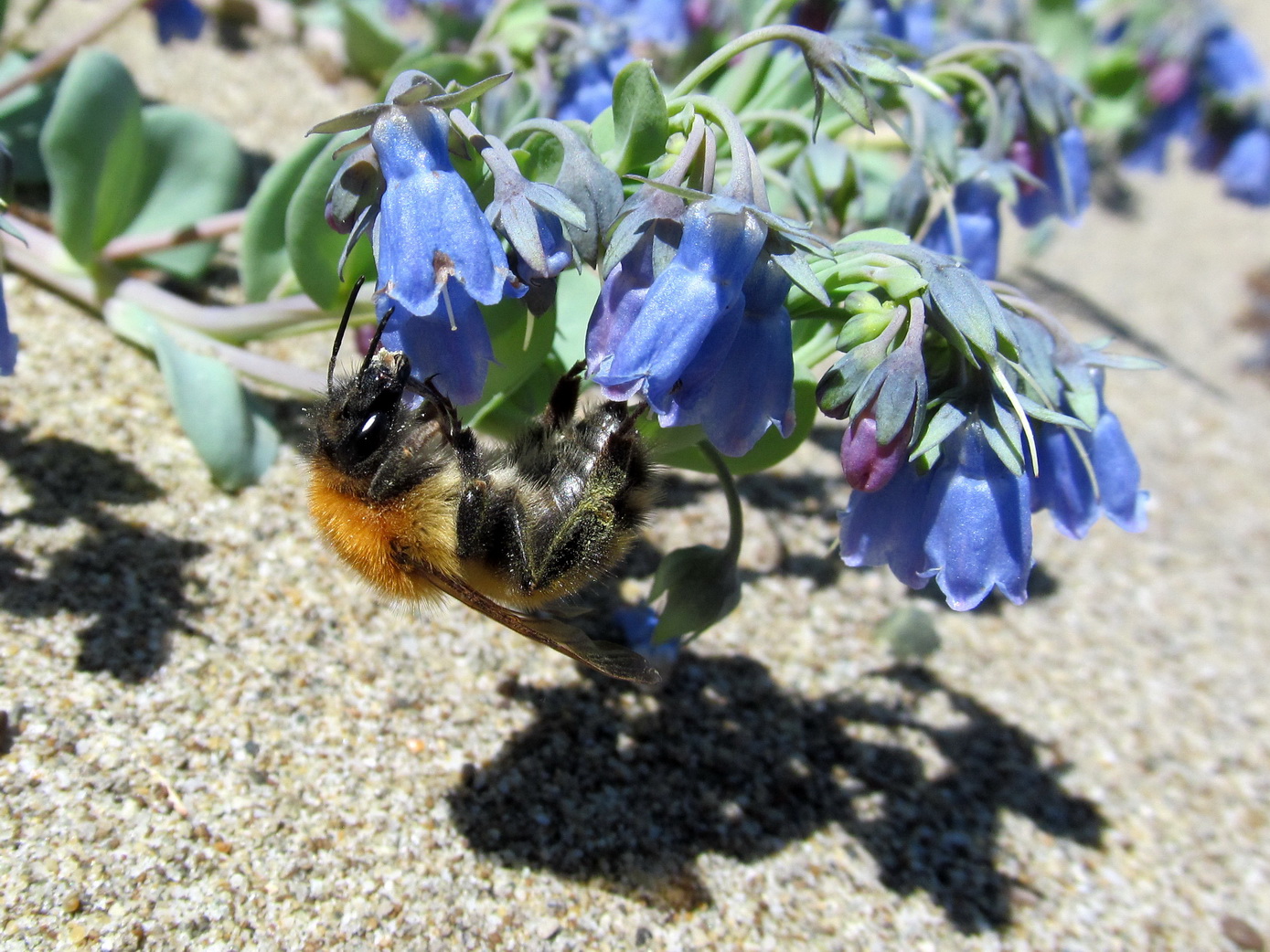 Изображение особи Mertensia maritima.