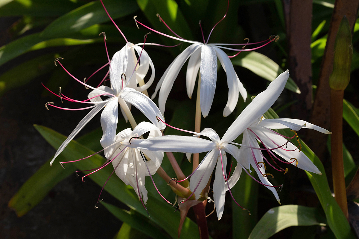 Изображение особи род Crinum.