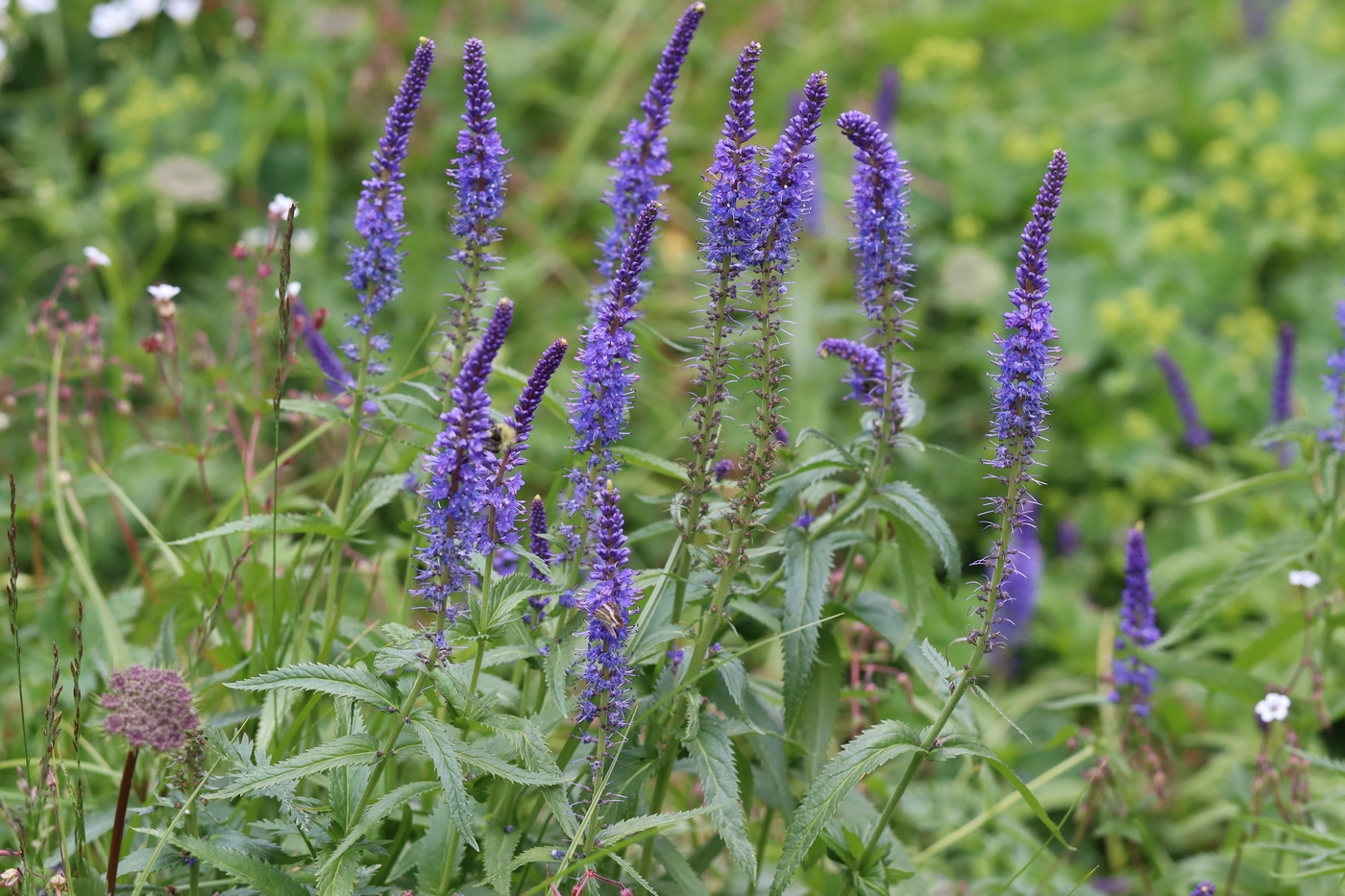 Изображение особи Veronica longifolia.