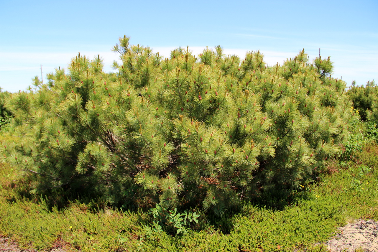 Image of Pinus pumila specimen.