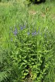 Veronica teucrium