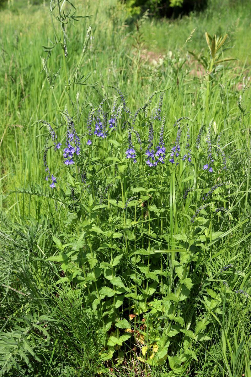 Изображение особи Veronica teucrium.