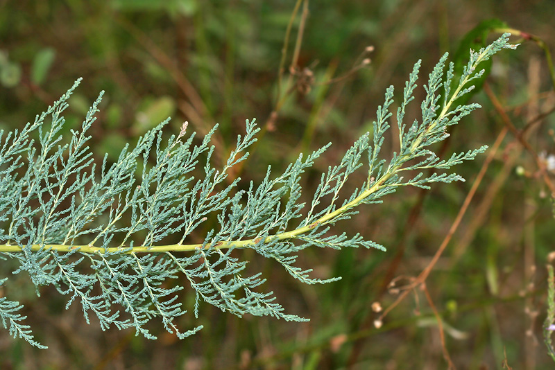 Изображение особи Myricaria bracteata.