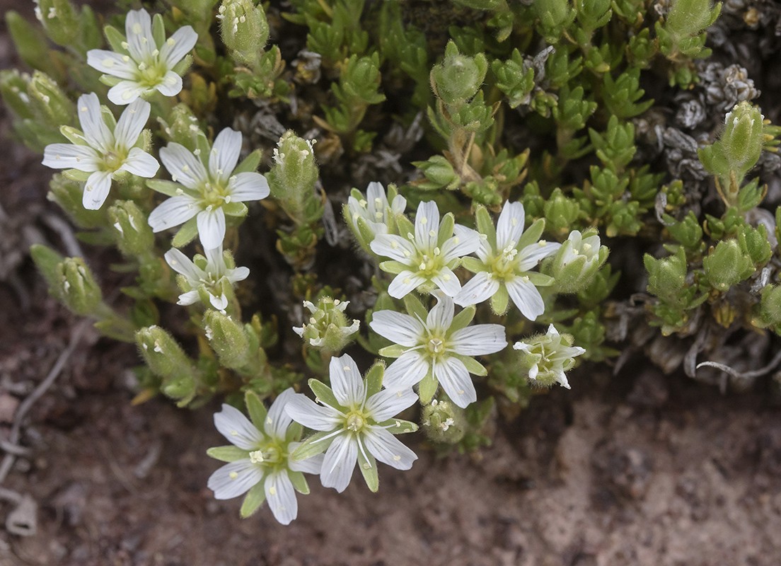 Image of Minuartia inamoena specimen.