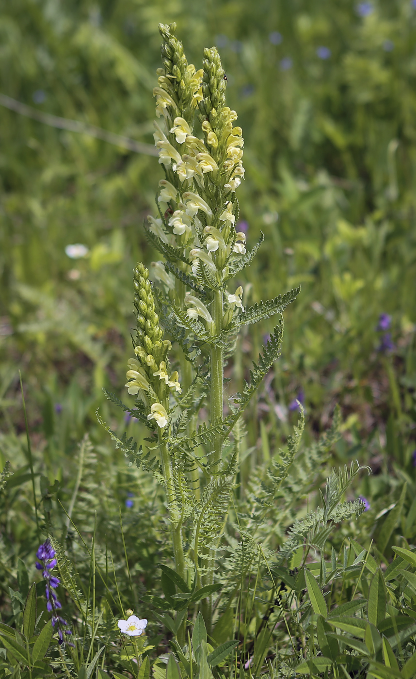 Image of Pedicularis kaufmannii specimen.