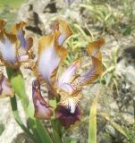 Iris stolonifera