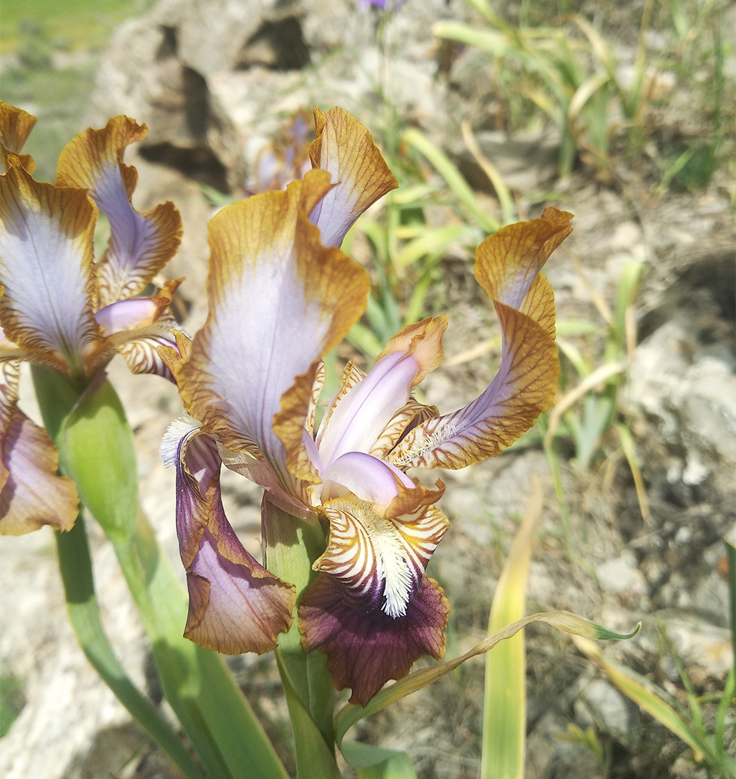 Image of Iris stolonifera specimen.