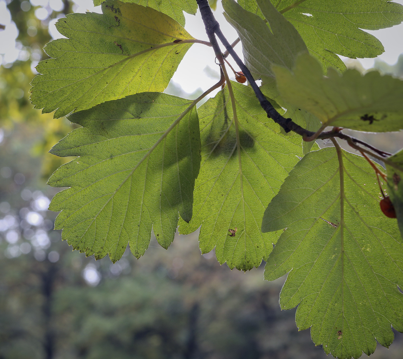 Изображение особи Sorbus persica.