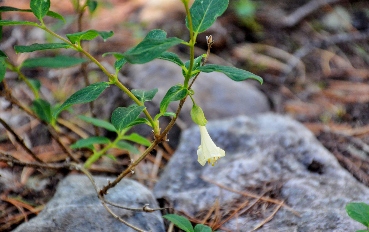 Изображение особи Lonicera hispida.