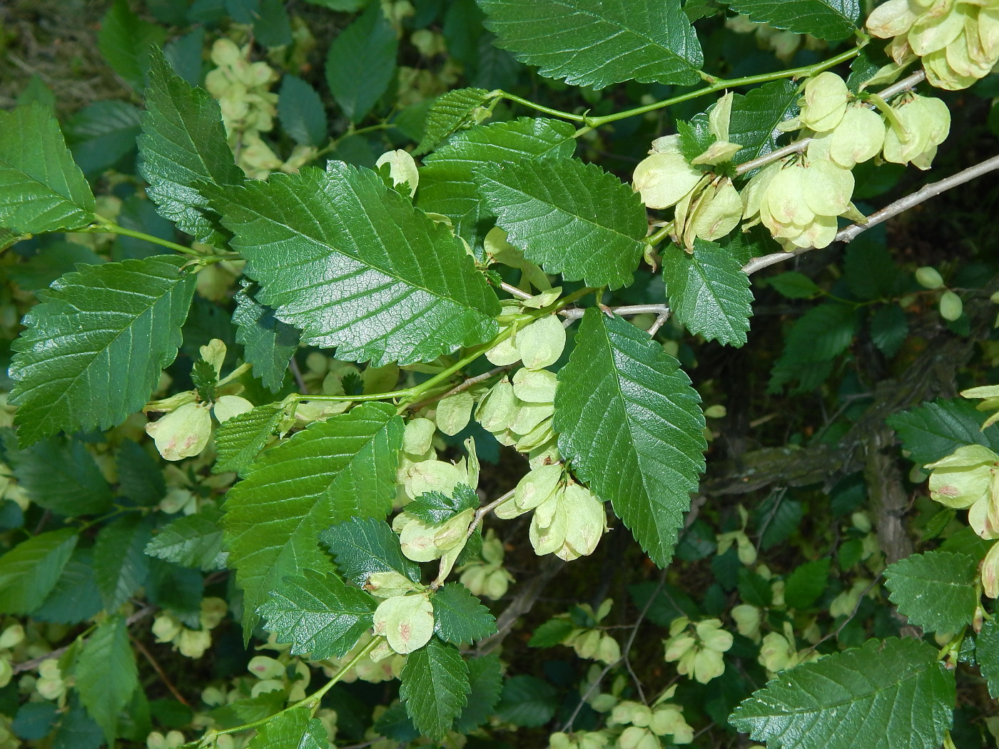 Image of genus Ulmus specimen.