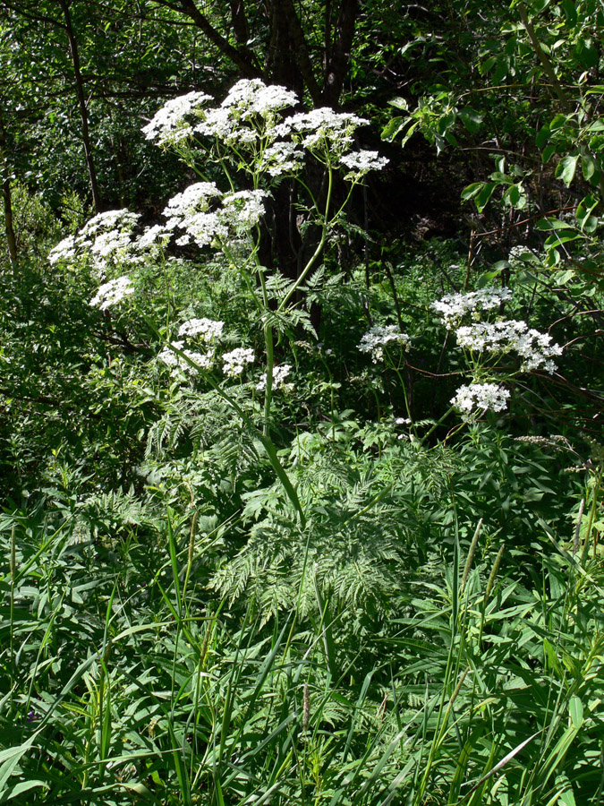 Изображение особи Anthriscus sylvestris.