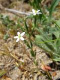 Centaurium meyeri. Верхушка цветущего растения. Казахстан, Туркестанская обл., Сырдарья-Туркестанский государственный региональный природный парк, Боралдайский филиал, берег р. Боралдай. 26.05.2018.