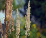 Calamagrostis epigeios