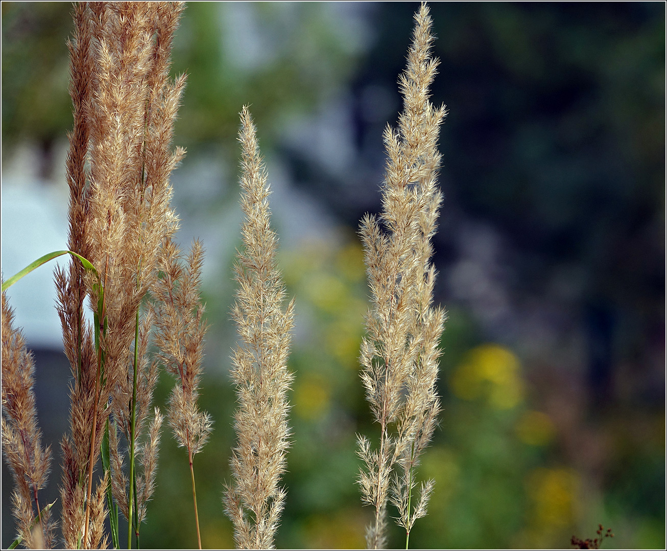 Изображение особи Calamagrostis epigeios.