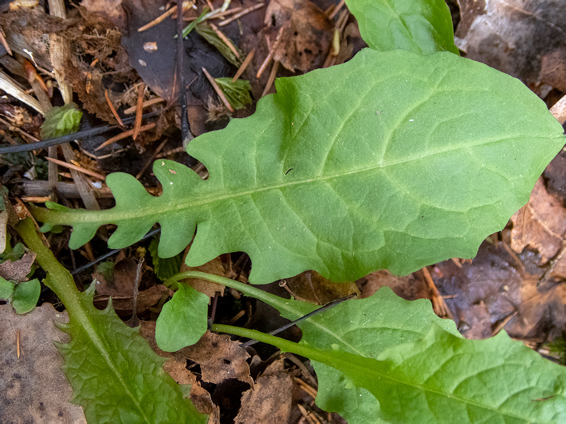 Image of Crepis paludosa specimen.